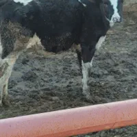 گوساله.  گاو|حیوانات مزرعه|مرودشت, کناره|دیوار