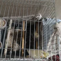 عروس هلندی|پرنده|نسیمشهر, |دیوار