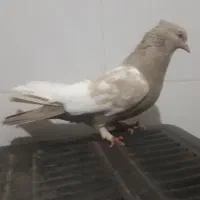 سینه کرمی مرتب