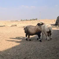 بره|حیوانات مزرعه|شیراز, برمشور علیا|دیوار