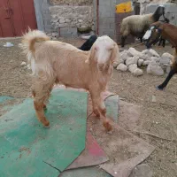 تیشتر عدانی هلی