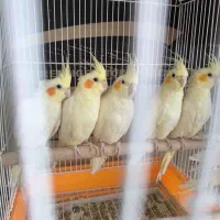 عروس هلندی لوتینو