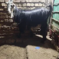 بز کهر دار|حیوانات مزرعه|طسوج, |دیوار