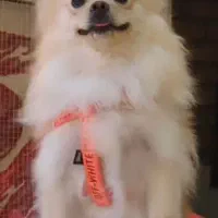 سگ پامر اشپیتز