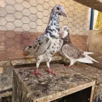 کالای دیجیتال