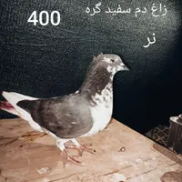 کبوتر پاکستانی چتری دم سفید سرور طوقی حراج آبشورک|پرنده|بندرعباس, |دیوار