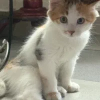 واگذاری حمایتی گربه ۳ ماهه