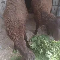 گوسفند نر پرواری