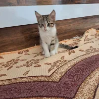 واگذاری گربه های نر و ماده|گربه|تبریز, |دیوار