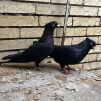 چند تا کبوتر زاغ آبادانی لنگه معاوضه هم میکنم