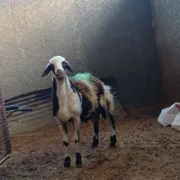 بره قوچ پلنگی پوست گاوی|حیوانات مزرعه|بروجرد, |دیوار