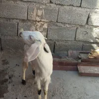 گتاچ دوقلو زا نسل دار زیر قیمت بازار|حیوانات مزرعه|ایرانشهر, |دیوار