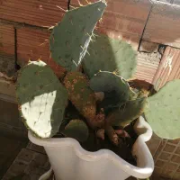 این سه تاکاکتوس باهم 650000