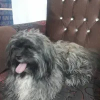 سگ شیتسو کراس