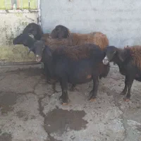 5 راس گوسفند ماده