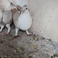 پشت زرد کاکلی|پرنده|اصفهان, تخت فولاد|دیوار