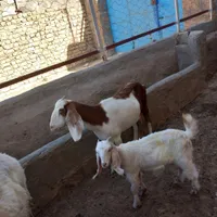 بز  پاکستانی|حیوانات مزرعه|شیروان (خراسان), |دیوار