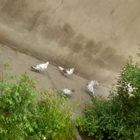 کبوتر