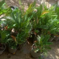 سیکاس کوچک|گل و گیاه طبیعی|محمدیه-قزوین, |دیوار