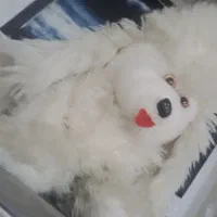 عروسک وخرس|اسباب‌بازی بچه|اهواز, پردیس|دیوار