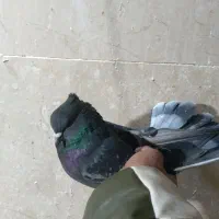 کبوتر راغ مگسی درجه1|پرنده|ورامین, خیر آباد|دیوار