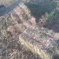یونجه  درجه ۱بدون یک تار گیاه