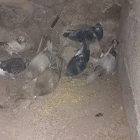 افقان