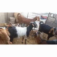 ۱۰راس بز داشتی نژادی آبستن چله زا و نزدیک زا