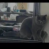 معاوضه گربه نر اسکاتیش بلوبالغ با گربه ماده