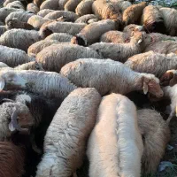 فروش بره نروماده