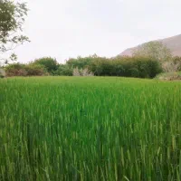 ۷ دقیقه آب در ریحانشهر
