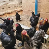 خروس برهما اصیل