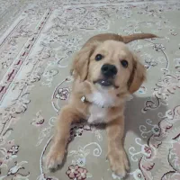 واگذاری سگ اشپیتز ۵ ماهه باهوش|سگ|فردیس, شهرک ارم|دیوار