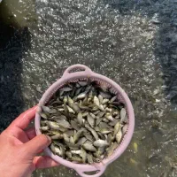 فروش بچه ماهی کپور نژاد