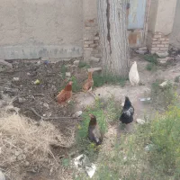 خروش گلین و مرغ گلین لری