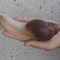 فروش حلزون و جوجه حلزون آچاتینا