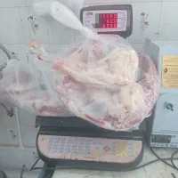 سوپرگوشت کهره بره بز میش.گوساله شتر|حیوانات مزرعه|فراشبند, |دیوار