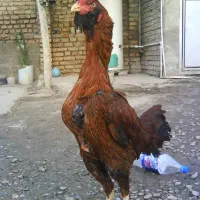 تخم مرغ لاری