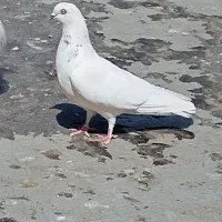 5عدد کفتر سالم