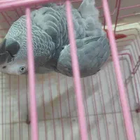 کاسکو سخنگو رام ۵۰ کلام