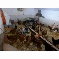 مرغ تخمگذار محلی