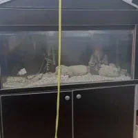 اکواریوم|ماهی|اردبیل, |دیوار