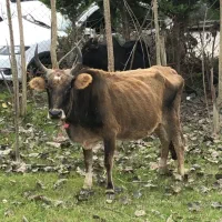 گاو 80کیلویی سالم و سرحال