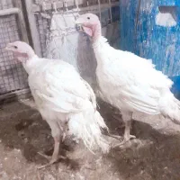 بوقلمون گوشتی
