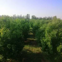 باغ در پایین تپه شهدا