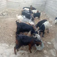 تعداد سیزده راس بز نیمه گوشت