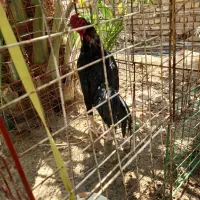 گمشده|حیوانات|ایرانشهر, |دیوار