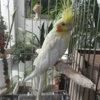 عروس هلندی ماده|پرنده|یزد, |دیوار