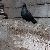 کبوتر پرشی|پرنده|املش, |دیوار