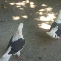 جوجه کبوتر